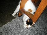  Katzenrettung 