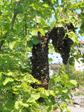 Bienen 