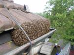  Bienen  
