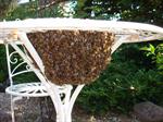  Bienen 25.06.2010 